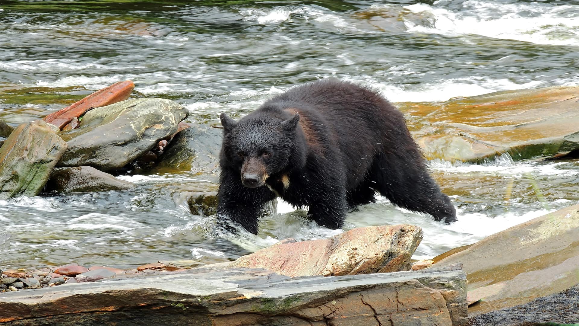 ketchikan bear excursions